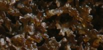 Leptogium gelatinosum